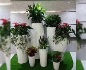 花卉组合-花卉组合产品图片-合肥轩晨园艺装饰