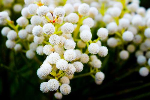 白色蓬松花卉图片