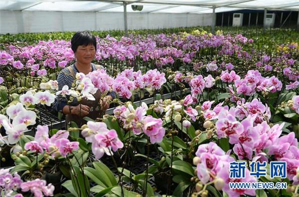 安徽省兰君园艺有限公司花卉生产基地,蝴蝶兰盛开.